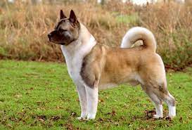 An independent akita club, the acps was recognized by the american kennel club in 1988, and incorporated by the. American Akita