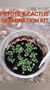 Image result for Loxodera caespitosa