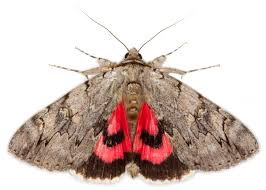 Image result for Catocala electa