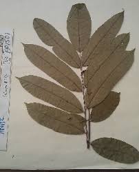 Image result for Trichoscypha lucens