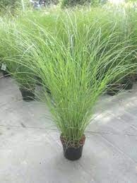 Miscanthus Sinensis Amp Gracillimus Amp In 2020 Modern Landscaping Yard Landscaping Grasses Landscaping