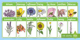 Flowering perennials are the backbone of any garden. Flower Identification Display Posters Identify Plants Ks1