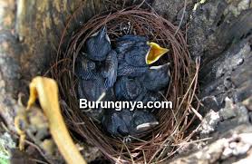 Selain karena perawatannya yang mudah, burung pleci banyak dipelihara karena ia memiliki suara kicauan yang merdu dan indah. 8 Tahap Merawat Anakan Kacer Dari Usia 6 Hari Dan Pakan Lolohan Burungnya Com