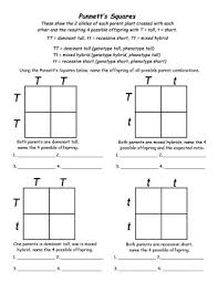 Answer the following questions by completing the punnett square. Free Punnett Square Practice Worksheet