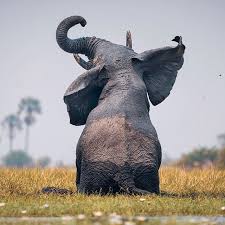 The Sheer Joy This Elephant Was Having Playing In The Mud Was A Beautiful Experience The Team Shared Out In Elephants Photos Majestic Animals Animals Beautiful