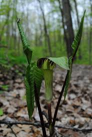 Maybe you would like to learn more about one of these? Spring S Woodland Beauties Ice Age Trail Alliance