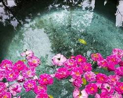 تصویر گلابگیری در کاشان