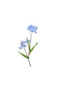 Discover how lovingly is committed to strengthening relationships by helping local florists market, sell, and deliver their floral designs online. 90 Forget Me Nots Flowers Ideas Flowers Forget Me Nots Flowers Beautiful Flowers