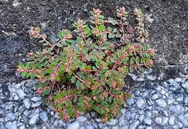 Image result for Euphorbia prostrata