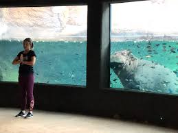 One year later, nydia is offering hybrid therapeutic yoga classes that combine a limited number of persons. Practice Yoga With Animals Through San Antonio Zoo S Livestream