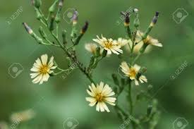 Image result for Lactuca indica