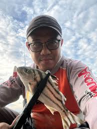 Domestic Fresno born shiro utsuri. 4” Pm Showa x Showa