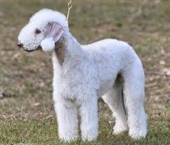 bedlington terrier google suche terrier breeds best family dog breeds terrier
