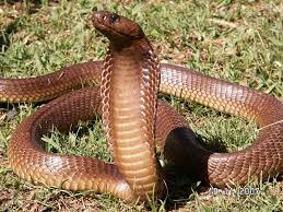 Cape Cobra Facts And New Pictures Images The Wildlife Snake Cobra Snake All About Animals