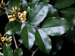 Image result for Pterocarpus