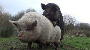 Decken & plaids online kaufen bei ambiendo. Unsere Schweine Bekommen Besuch Der Besonderen Sorte Eber Ernie Youtube