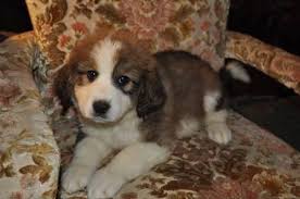 Here you will find all the information you need to adopt a dog, cat, puppy, or kitten from our facility in orleans, vt. Great Bernese Pyrenees X Bernese Puppies Vermont For Sale In East Brookfield Vermont Classified Americanlisted Com