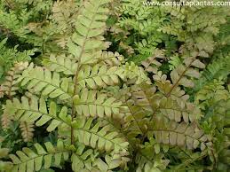 Image result for Didymochlaena