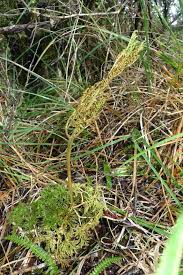 Image result for Ophioglossaceae