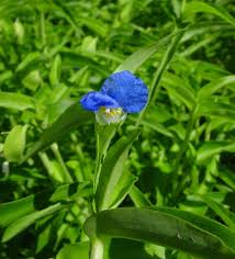Image result for Commelina nyasensis