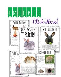 Free Rabbit Informational Text Rabbit Classroom Pets
