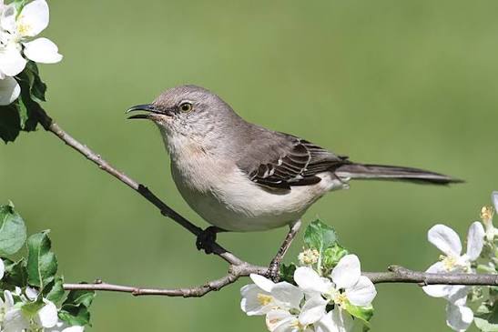 Northern Mockingbird (Mimus polyglottos) | Myrtle Beach, SC | Grand Strand  Magazine