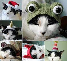 Crochet Dog Hat Pattern Ideas Best Collection Video Tutorial Cat Hat Pattern Crochet Cat Hat Crochet Dog Hat