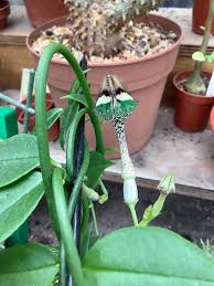 Image result for Ceropegia nilotica