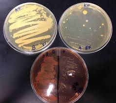 Does The Shark Light Easy Steam Mops Kill Bacteria On Floors Biology For Kids Microbiology Bacteria