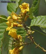 Image result for Markhamia obtusifolia