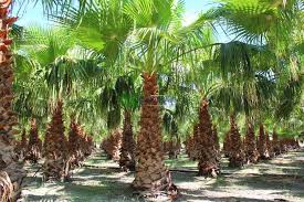 Washingtonia robusta genişliğinden daha yüksek bir yaprak taç ile, yüksekliği 10 m'nin üstüne çıkan. Meksika Yelpaze Palmiyesi