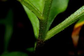 Image result for Gynura pseudochina