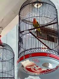 Beli produk sangkar ebod jaya berkualitas dengan harga murah dari berbagai pelapak di indonesia. Fungsi Dan Manfaat Penggunaan Sangkar Ebod Lovebird