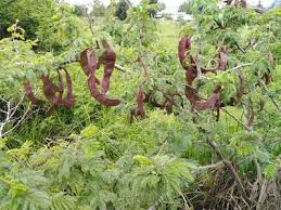 Image result for Samanea leptophylla