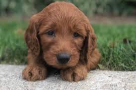 Maybe you would like to learn more about one of these? Sunshine Acres Sunshine Acres Goldendoodles An Experienced Goldendoodle Breeder Of Goldendoodle Puppies For Sale