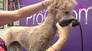 The easiest haircut is what cdnchick posted. Grooming Guide Standard Poodle Miami Trim Pro Groomer Youtube