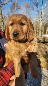 Good morning!! We are looking for someone with references to pick up our 5  y/o son from Quincy elementary in zeeland at 3:30