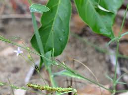 Image result for Kohautia caespitosa