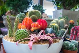 La loro caratteristica è che si adattano molto bene a diversi ambienti e climi e che hanno bisogno di poche cure. Piante Grasse Da Esterno E Interno Quali Differenze Ci Sono