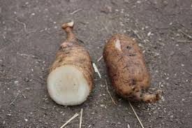 Image result for Impatiens gomphophylla