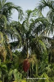 Image result for Pteronia acuminata