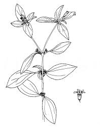 Image result for Synedrella