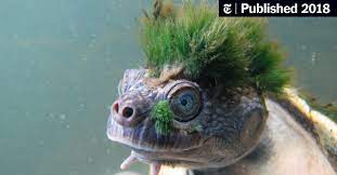 Threatened A Green Haired Turtle That Can Breathe Through Its Genitals The New York Times