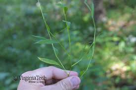 Image result for Microstegium