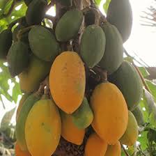 Image result for Carica papaya