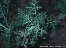 Image result for Cineraria mazoensis