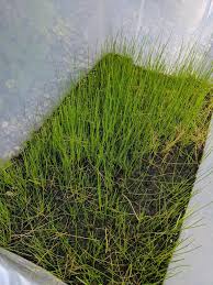 Growing Dwarf Hairgrass | Eleocharis Parvula Care & Info