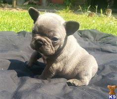 We did not find results for: 8 Animals Ideas French Bulldog Puppies Bulldog Puppies French Bulldog Blue