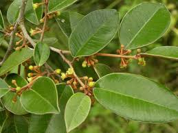 Image result for Chrysophyllum