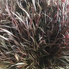 Image result for Agonis